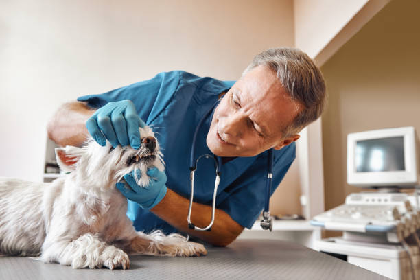 Best Dental Abscess Treatment in Altamont, KS